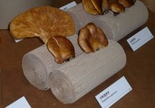 「菌類のふしぎ」展